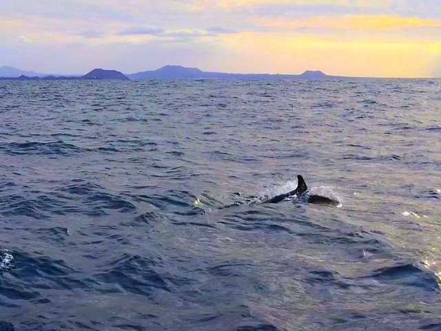 Excursión en barco con delfines