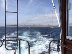 Boat trip with dolphins