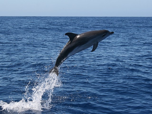 Dolphins in the Canary Islands