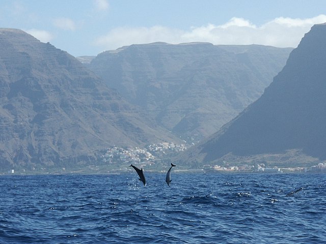 Delfines en las Islas Canarias