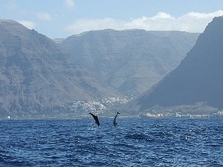 Dolphins in the Canary Islands