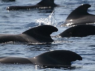 Delfine auf den Kanarischen Inseln
