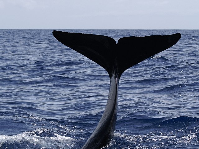 Dolphins in the Canary Islands