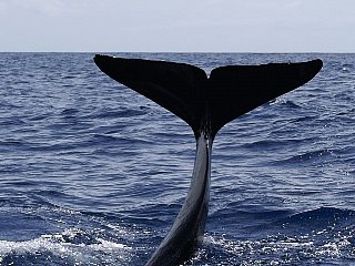 Delfines en las Islas Canarias