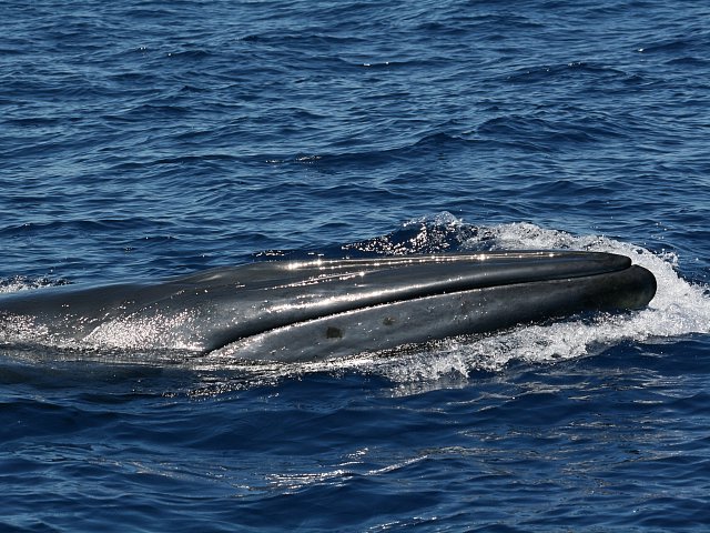 Delfines en las Islas Canarias