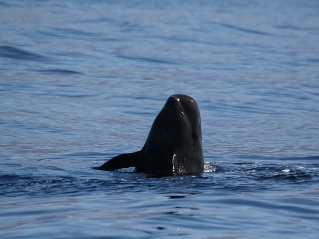 Dolphins in the Canary Islands