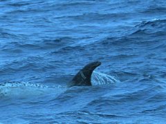 Delfines en la costa de Arrieta