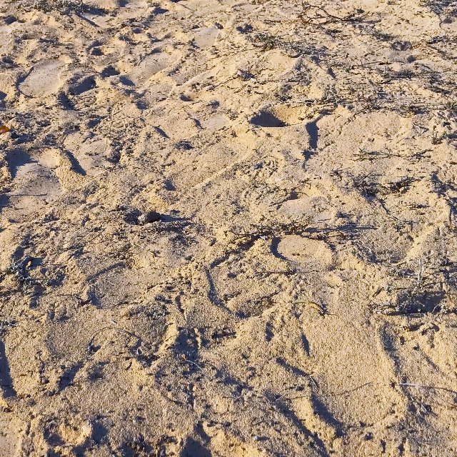 Veranillo de San Martín en Charco del Palo