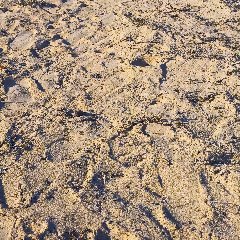 Veranillo de San Martín en Charco del Palo