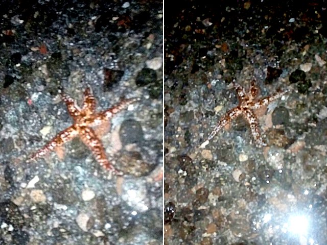 Starfish in the tidal basin