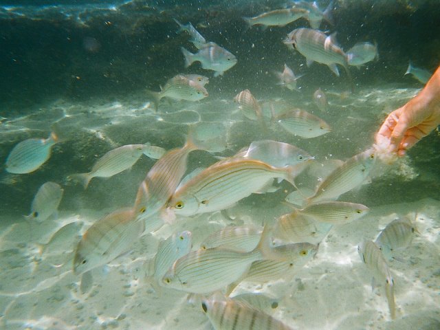 Unterwasserwelt im Gezeitenbecken