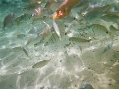 Unterwasserwelt im Gezeitenbecken