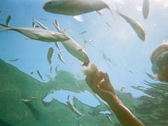 Unterwasserwelt im Gezeitenbecken