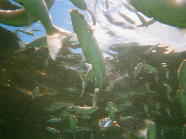 Underwater world in our tidal pool